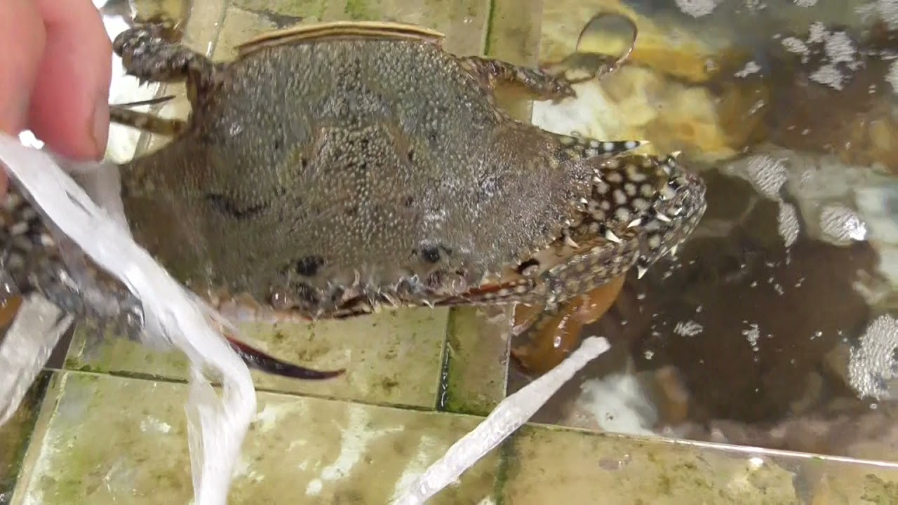 紐をほどいて ガザミ ワタリガニ を水槽へ入れ 観賞用に飼育します タイワンガザミもいるので これでセット Youtube 紐をほどいて ガザミ ワタリガニ を水槽へ入れ 観賞用に飼育します タイワンガザミもいるので これでセット Youtube