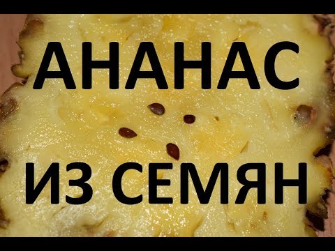 Выращиваем ананас из семян. Ананас из семян с плода