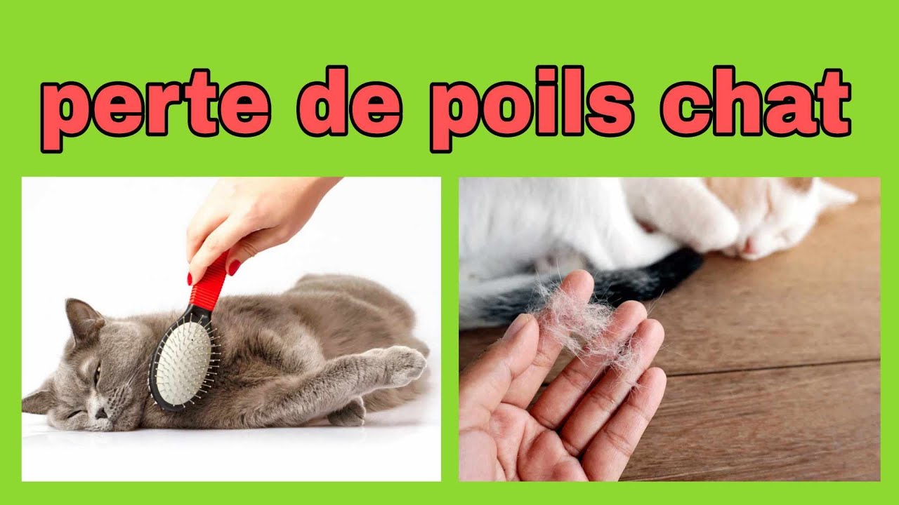 MON CHAT PERD SES POILS, QUE FAIRE ? - YouTube