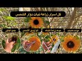 ماهي انواع دوار الشمس كيف نزرع بذور دوار الشمس موعد زراعة دوار الشمس