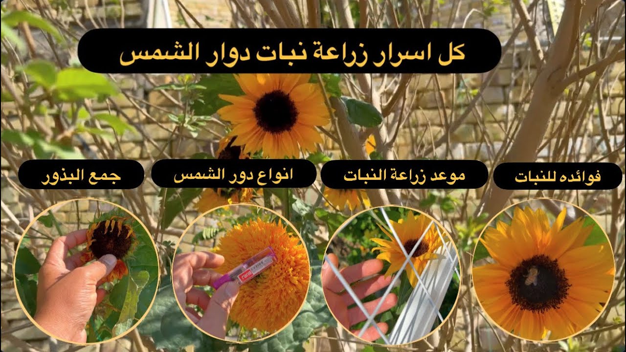 ماهي انواع دوار الشمس ؟ كيف نزرع بذور دوار الشمس ؟ موعد زراعة دوار الشمس