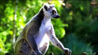 Deep Inside the Amazon Jungle 😱 | Rare & Dangerous Animals Caught on Camera (4K) Rare Amazon Animals Caught On Camera Secrets Of The Rainforest Revealed