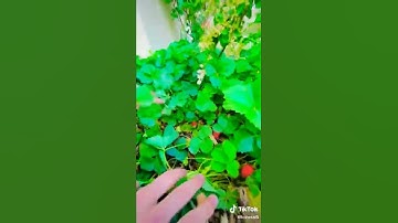 biya me da stargo na sa okhke rale...status #whatsappstatus