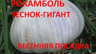 РОКАМБОЛЬ ЧЕСНОК-ГИГАНТ. ВЕСЕННЯЯ ПОСАДКА.