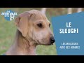 Le Sloughi, un lévrier berbère - Les Animaux de la 8 の動画、YouTube動画。
