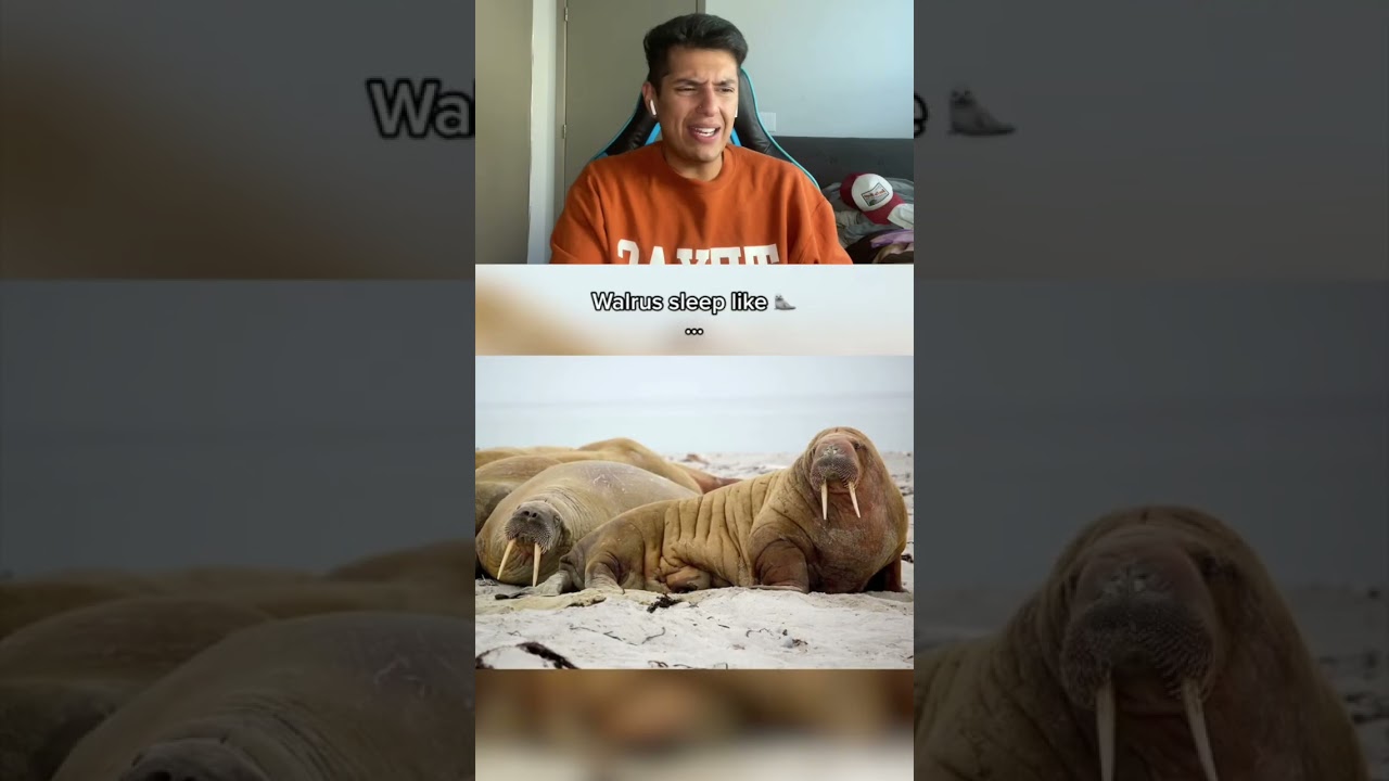 How animals sleep #shorts #reaction #youtubeshorts