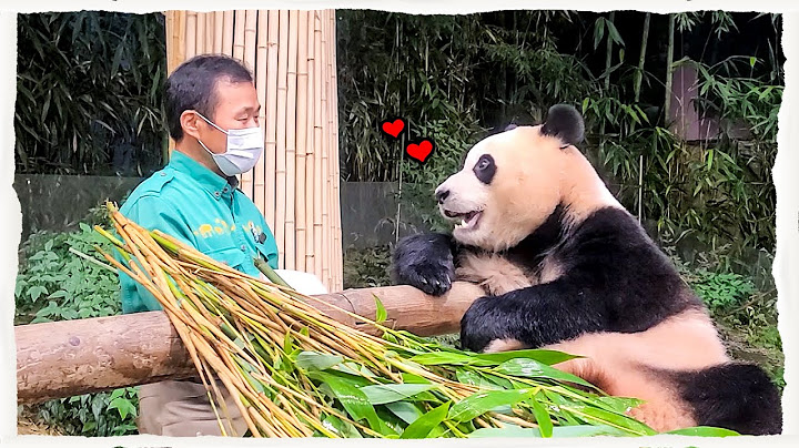 (SUB) Baby Panda Is Doing Great Even She Lives Away From Her Mommy And Daddy │Panda Family🐼