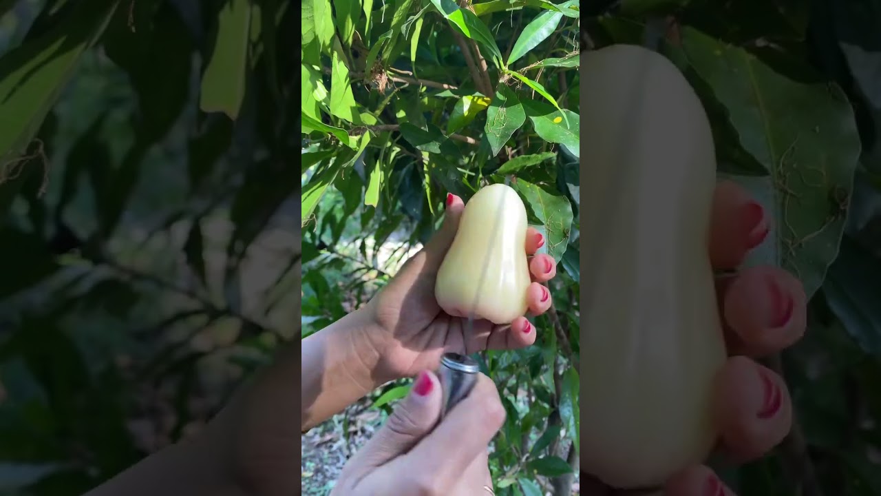 Unboking Jambu Air Madu 