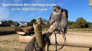 Sparrowhawk Rin's hawking results for the 20232024 season.