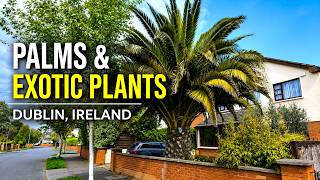 The Palm Trees of Dublin, Ireland - Phoenix canariensis, Washingtonia, Trachycarpus, Chamaerops