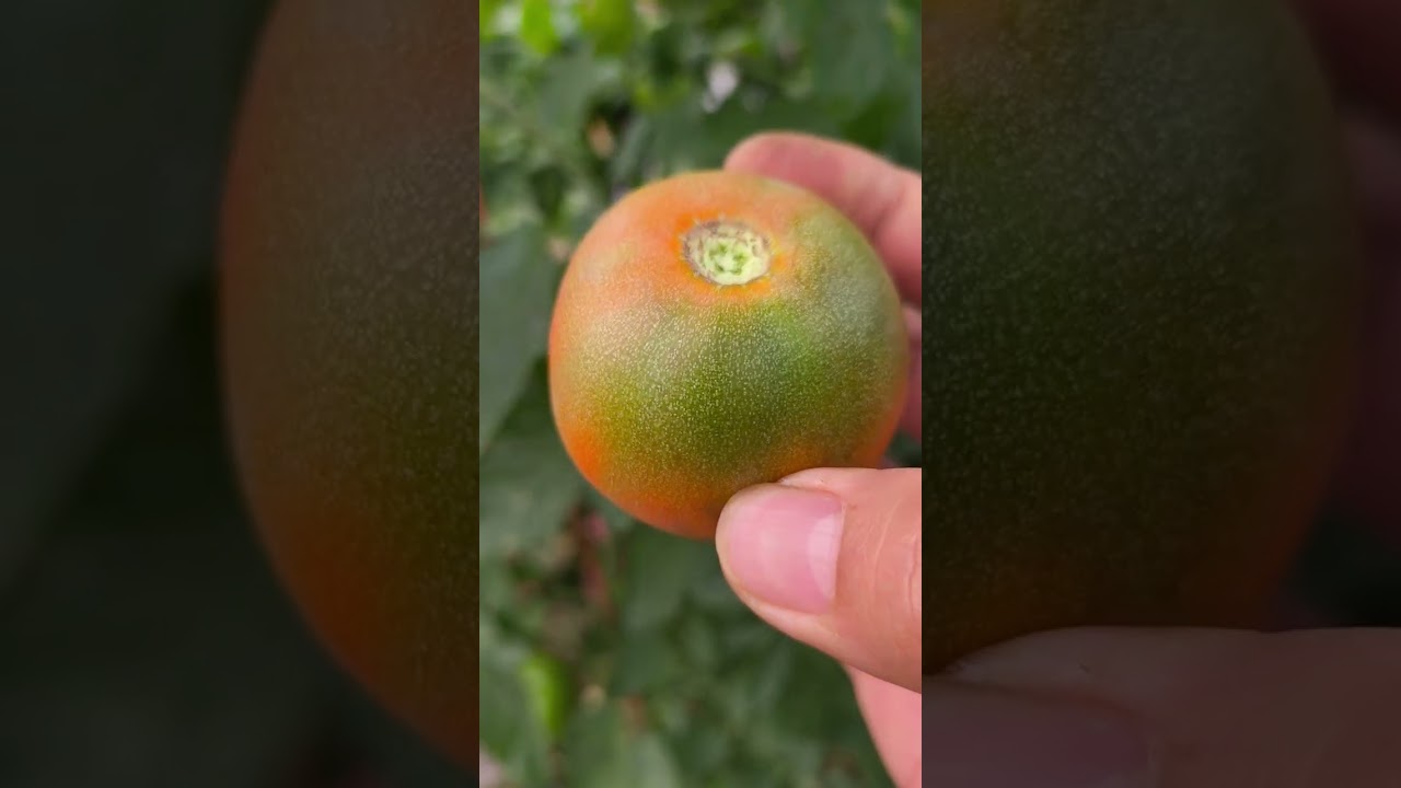 Cà chua siêu trái