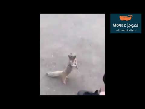 سنجاب يشعر بعطش شديد فركض نحو شخص يحمل الماء شاهد ماذا فعل