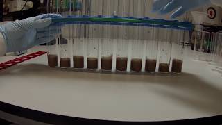 drosophila negative geotaxis experiment set up