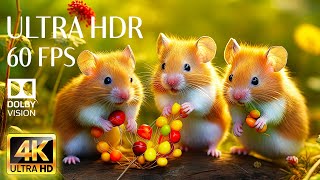 ADORABLE LITTLE ANIMALS - Peaceful Music With 4k Videos Dolby Vision 60fps (Colorful Dynamic)