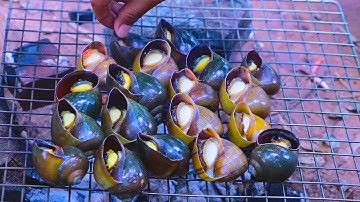 Village cooking Cooking food  Grilled snails with Koh Kong fish sauce, very delicious