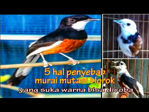 Video: Pengantar Genetika Warna Bulu Kuda