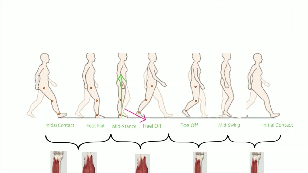 Muscles Used During the Gait Cycle