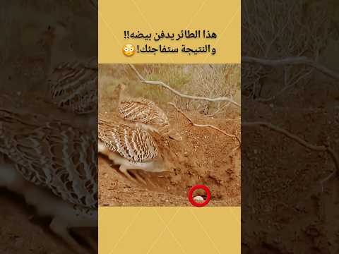 هذا الطائر يدفن بيضه والنتيجة ستفاجئك