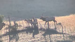 Fence Jumping Fail Elk / crash, fall, trip