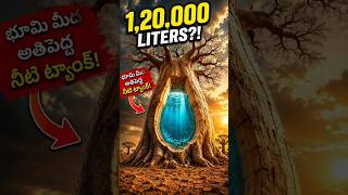 😱 This Tree Stores 1,20,000 Liters Water?! | Amazing Baobab Tree Facts
