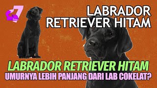 KUPAS TUNTAS ANJING LABRADOR HITAM / BLACK LAB