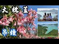 [大枕蓋賞吊鐘花] Tai Cham Koi | 西貢無敵靚景 | 俯瞰萬宜水庫  | 鹿湖郊遊徑 |