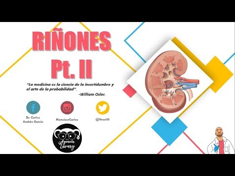 Vídeo: Diferencia Entre La Corteza Renal Y La Médula Renal