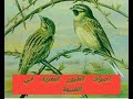 الاستمتاع بجمال صوت الكناري في الطبيعة الاستمتاع بجمال صوت الكناري في الطبيعة