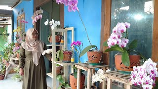 Download Lagu Anggrek Bulan di ujung desa awet subur rajin berbunga by bunda Nurlaeli Blitar MP3 Download Lagu Anggrek Bulan di ujung desa awet subur rajin berbunga by bunda Nurlaeli Blitar MP3