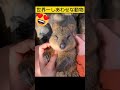 【クオッカ】世界一しあわせな動物で有名　#クオッカ #くおっか #あにまるせかいyama