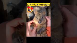 【クオッカ】世界一しあわせな動物で有名　#クオッカ #くおっか #あにまるせかいyama