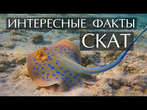 Электрический скат - интересные факты