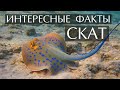 Электрический скат интересные факты Электрический скат интересные факты