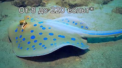 Электрический скат - интересные факты