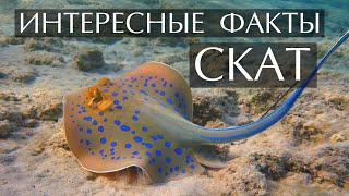 Электрический Скат - Интересные Факты