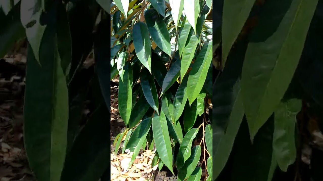 Tết Bính Ngọ - Mùng 3 đi ra thăm vườn - ấp Phú Lộc - xã Tân Phú - Tỉnh Đồng Nai