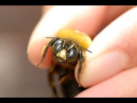 可愛い 実はそんなに怖くない クマバチがかわいい もふもふ Youtube