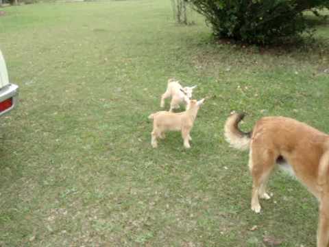 Cute! Nigerian Dwarf goat kids runing jumping & pl...