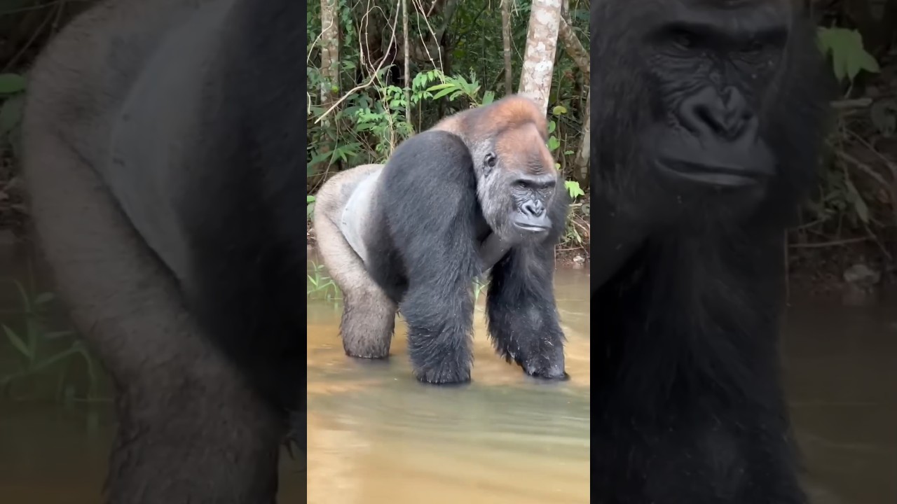 Extraordinary Encounter with Mountain Gorillas in Bwindi, Uganda