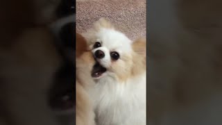 pomeranian dogs playing compilation cute momentsCulture Pom