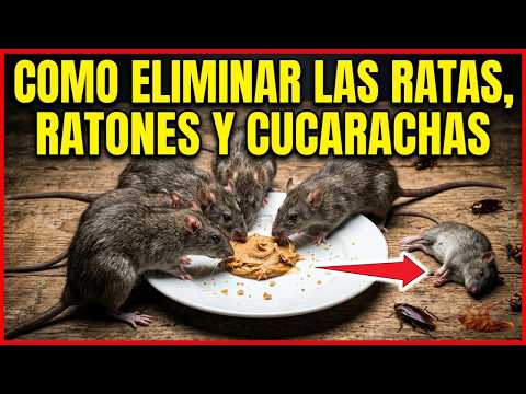 Veneno casero para eliminar las ratas, ratones y cucarachas dentro del hogar | Gio de la Rosa