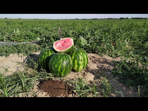 Video: Дарбыздын бышканын кантип текшерсе болот