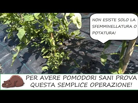 Video: Differenza Tra Piante Monocarpiche E Policarpiche