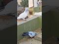 #wait for end #pigeon #pigeonlover #birds