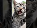 #KittenShorts#CuteAnimals#SadStory#AnimalLovers#Cat Videos