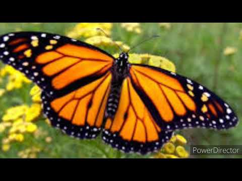 Video: ¿Qué comen las mariposas monarca?