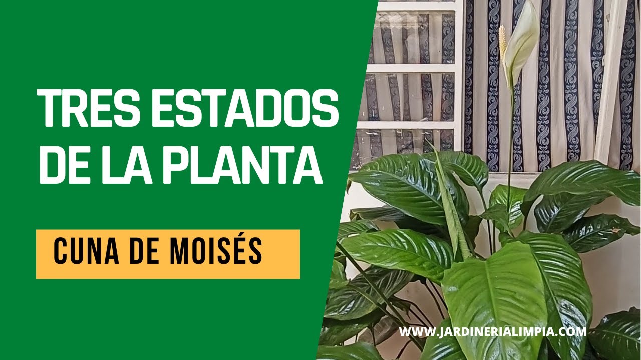 Tres Estados De La Flor De La Planta Cuna De Moises Youtube