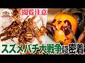 【肉弾戦】オオスズメバチvsキイロスズメバチ！犠牲者続出の大戦争を至近距離で撮影！勝ったのはどっち？（スズメバチ大戦争・前編）【どうぶつ奇想天外／WAKUWAKU】