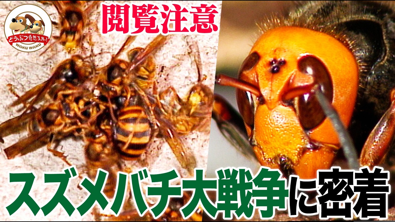 【肉弾戦】オオスズメバチvsキイロスズメバチ！犠牲者続出の大戦争を至近距離で撮影！勝ったのはどっち？（スズメバチ大戦争・前編）【どうぶつ奇想天外／WAKUWAKU】