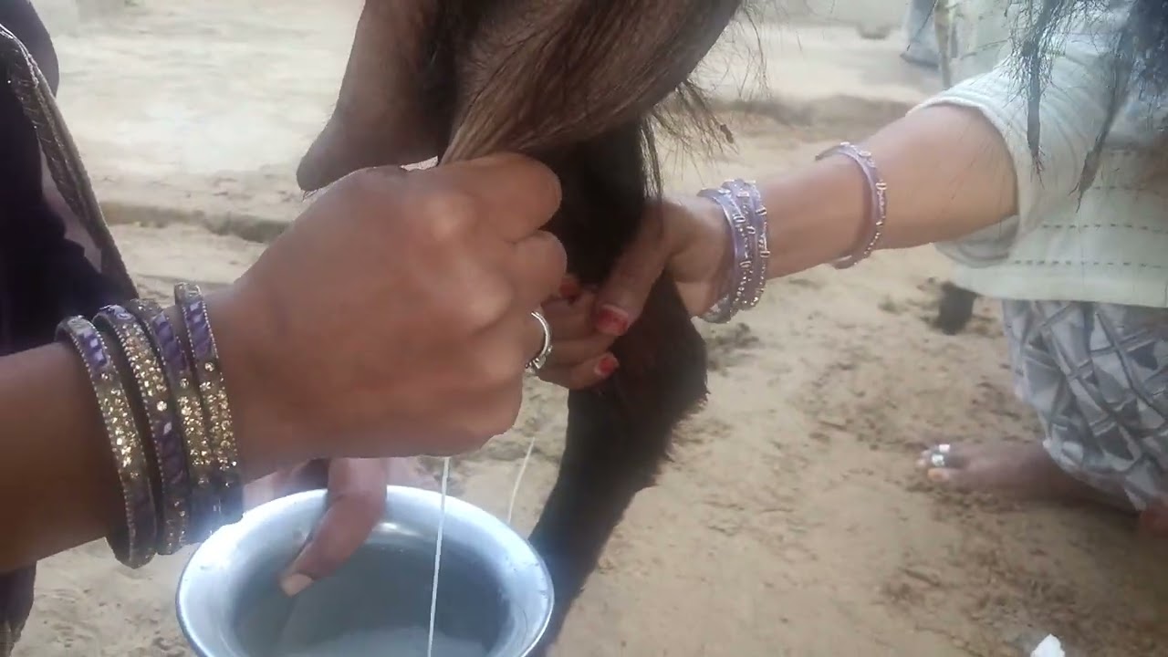 women girls goat making by hand Bakri ka doodh nikalne ka tarika goat farm
